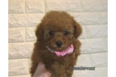 成約済の茨城県のトイプードル-177345