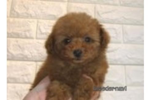 成約済の茨城県のトイプードル-177345の3枚目