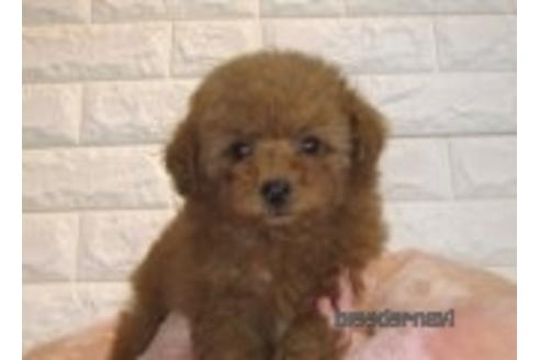 成約済の茨城県のトイプードル-177345の2枚目