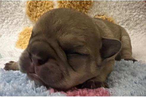 成約済の茨城県のフレンチブルドッグ-177388の3枚目