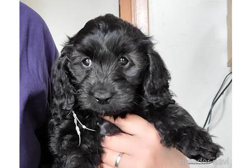 埼玉県のミックス犬 女の子 22 03 03生まれ ブラック 黒 子犬id ブリーダーナビ
