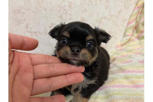 成約済の新潟県のチワワ(ロングコート)-177416の12枚目