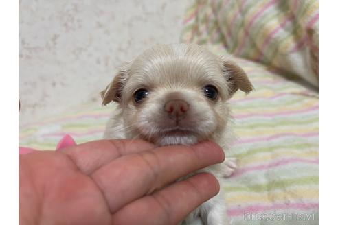 成約済の新潟県のチワワ(ロングコート)-177418の14枚目