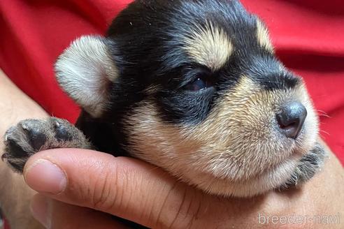 成約済の静岡県のミニチュアシュナウザー-177426の4枚目