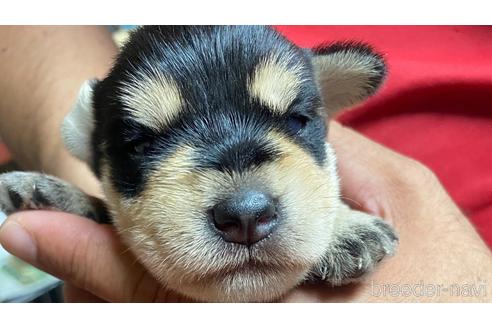 成約済の静岡県のミニチュアシュナウザー-177426の5枚目