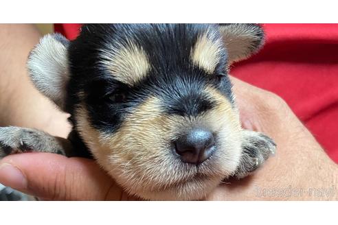 成約済の静岡県のミニチュアシュナウザー-177426の6枚目