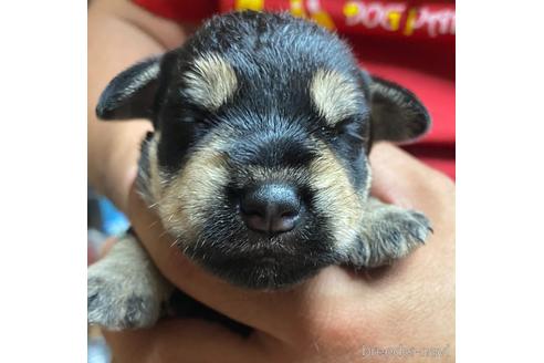 成約済の静岡県のミニチュアシュナウザー-177427の6枚目