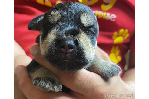 成約済の静岡県のミニチュアシュナウザー-177427の4枚目