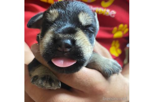 成約済の静岡県のミニチュアシュナウザー-177427の5枚目