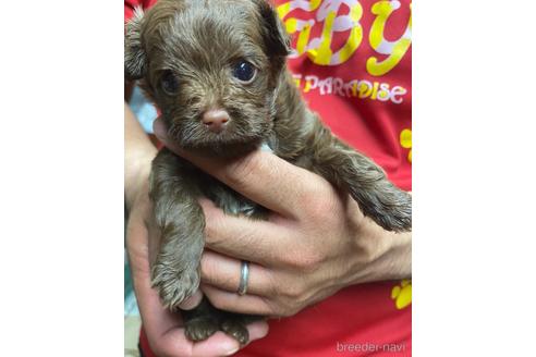 成約済の静岡県のチワプー:チワワ×トイプードル-177428の4枚目