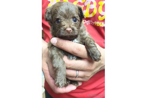 成約済の静岡県のチワプー:チワワ×トイプードル-177428の5枚目