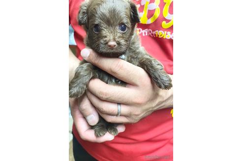 成約済の静岡県のチワプー:チワワ×トイプードル-177428の6枚目