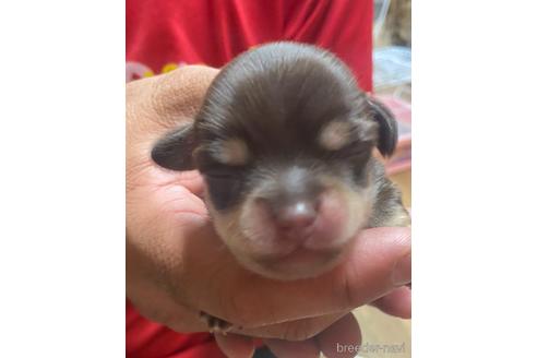 成約済の静岡県のチワックス:チワワ×ミニチュアダックスフンド-177429の6枚目