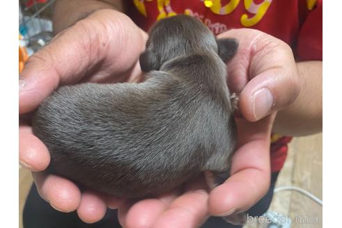 成約済の静岡県のチワックス:チワワ×ミニチュアダックスフンド-177429の7枚目
