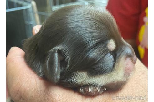 成約済の静岡県のチワックス:チワワ×ミニチュアダックスフンド-177429の8枚目