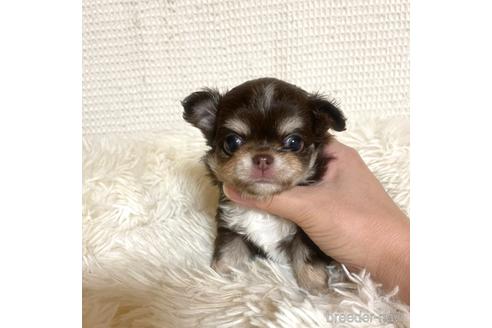 成約済の徳島県のチワワ(ロングコート)-174625の6枚目