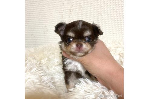 成約済の徳島県のチワワ(ロングコート)-174625の5枚目