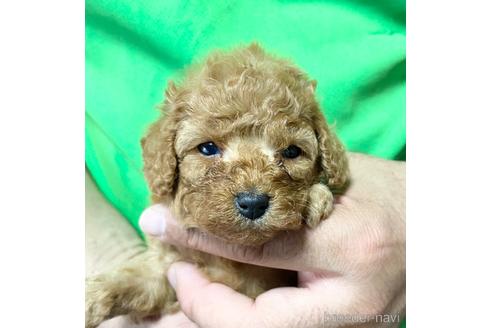 成約済の静岡県のタイニープードル-177444の1枚目