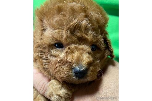 成約済の静岡県のタイニープードル-177445の2枚目