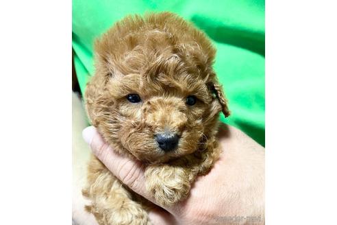成約済の静岡県のタイニープードル-177445の4枚目