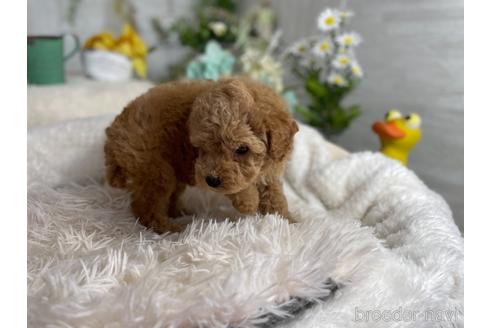 成約済の京都府のトイプードル-176142の3枚目