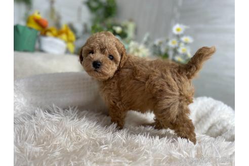 成約済の京都府のトイプードル-176142の4枚目