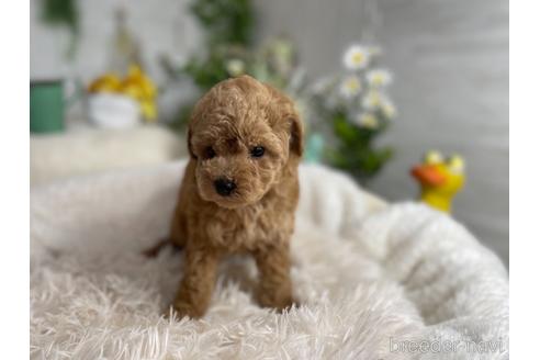 成約済の京都府のトイプードル-176142の1枚目