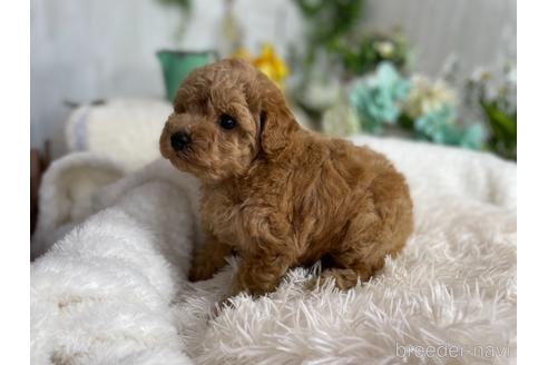 成約済の京都府のトイプードル-176142の2枚目