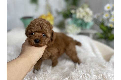 成約済の京都府のトイプードル-175822の4枚目