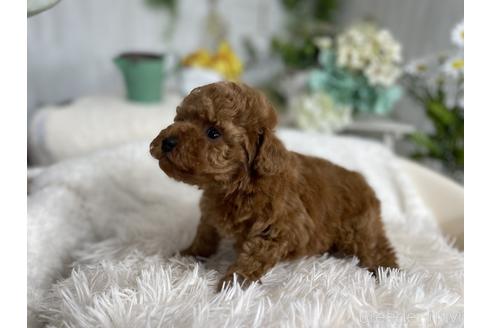 成約済の京都府のトイプードル-175822の3枚目