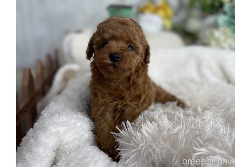 成約済の京都府のトイプードル-175822の1枚目