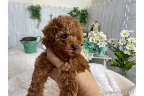 成約済の京都府のトイプードル-175822の2枚目