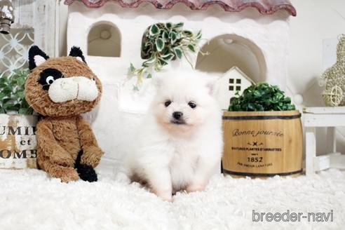 成約済の佐賀県のポメラニアン-177447の1枚目