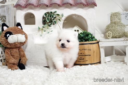 成約済の佐賀県のポメラニアン-177447の5枚目