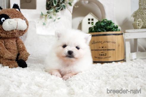 成約済の佐賀県のポメラニアン-177447の4枚目