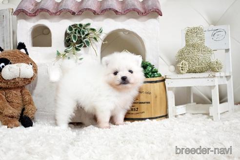 成約済の佐賀県のポメラニアン-177447の3枚目