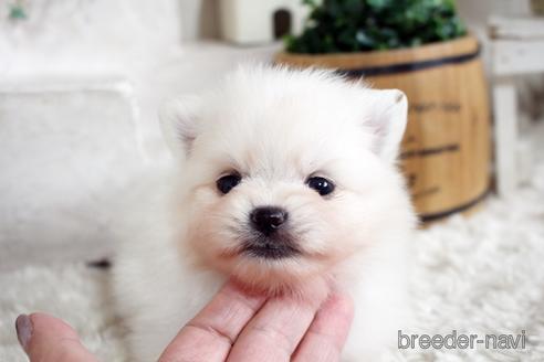 成約済の佐賀県のポメラニアン-177447の2枚目