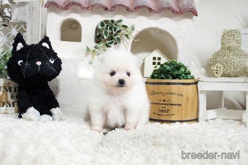 成約済の佐賀県のポメラニアン-177450の1枚目