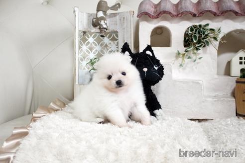 成約済の佐賀県のポメラニアン-177450の4枚目