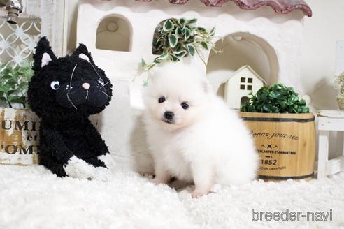 成約済の佐賀県のポメラニアン-177450の3枚目