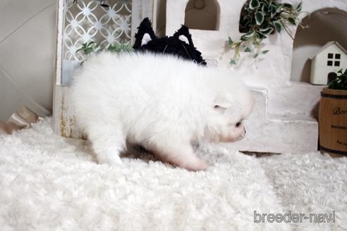 成約済の佐賀県のポメラニアン-177450の2枚目