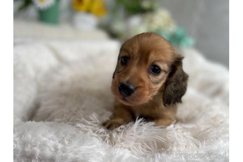 成約済の京都府のミニチュアダックスフンド(ロングヘアード)-177455の6枚目
