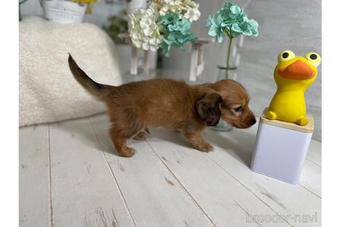成約済の京都府のミニチュアダックスフンド(ロングヘアード)-177455の7枚目
