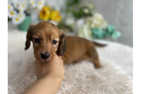 成約済の京都府のミニチュアダックスフンド(ロングヘアード)-177455の8枚目