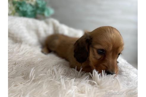 成約済の京都府のミニチュアダックスフンド(ロングヘアード)-177455の2枚目
