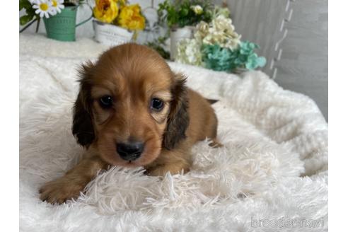 成約済の京都府のミニチュアダックスフンド(ロングヘアード)-177455の4枚目