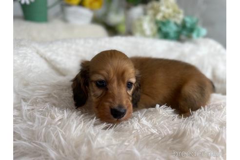 成約済の京都府のミニチュアダックスフンド(ロングヘアード)-177455の5枚目