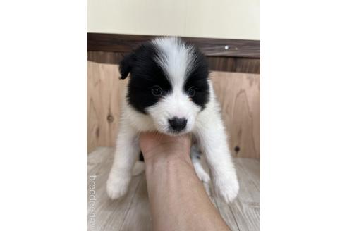 成約済の愛知県のボーダーコリー-175641の1枚目