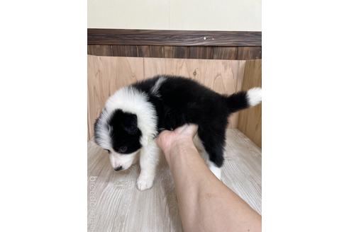 成約済の愛知県のボーダーコリー-175641の4枚目