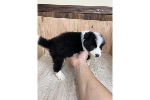 成約済の愛知県のボーダーコリー-175641の3枚目